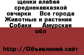 щенки алабая ( среднекавказкой овчарки) - Все города Животные и растения » Собаки   . Амурская обл.